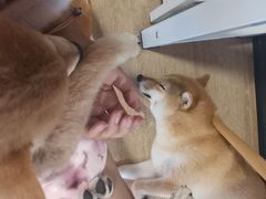 -南京Hallo宠物乐园·哈罗犬舍·柴犬繁育基地