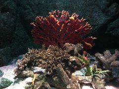 -暹罗海洋世界