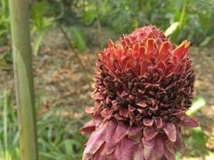 -中国科学院西双版纳热带植物园
