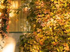 -三里屯东五街银杏大道