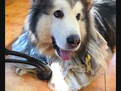 -more than meow吴止猫主题餐厅(承德 中船汇店)