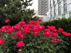 -中国中医科学院望京医院(院本部)