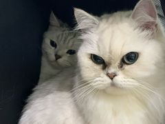 -伟伟宠物医院·CT影像中心·瑞派犬猫综合性门诊(汉口总院)