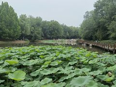 -云岗森林公园