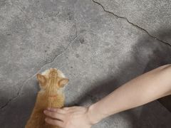 -长坦新鲜猪什夜宵广场