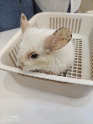 -Moni星球萌宠·小马宝莉·灵蛇·高端高阶全萌宠互动体验俱乐部(红豆国际广场店)