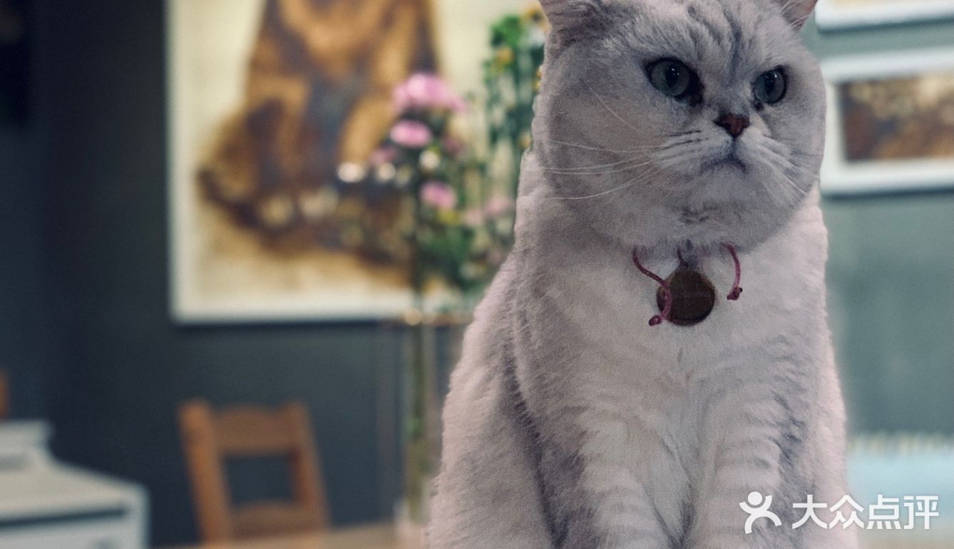 在这喝上一杯手冲，观察观察🐱们，午后时光舒服的紧[得意]