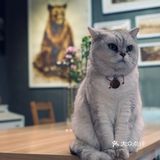 在这喝上一杯手冲，观察观察🐱们，午后时光舒服的紧[得意]
