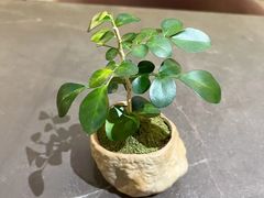 -théATRE茶聚场·餐厅(环球金融中心店)