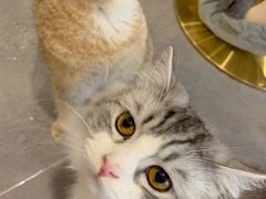 -飞行喵MR PILOT|猫舍·猫咖(静安大融城店)