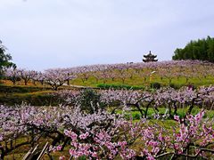 景点-新建村梅花