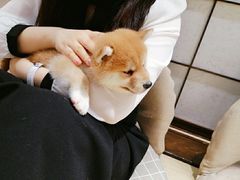 -逗柴咖啡屋·狗咖猫咖宠物桌游