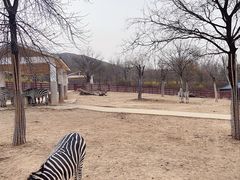 -石家庄市动物园