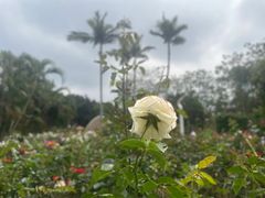 -人民公园(罗湖区)