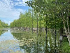 -泗洪洪泽湖湿地景区