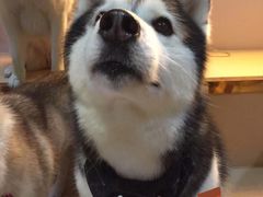 -Husky Go! 哈士奇体验馆·宠物咖啡厅狗咖