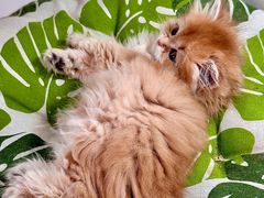 -青奢宠物·青奢猫舍