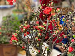 -秦美花卉(天朗·莱茵小城2期店)