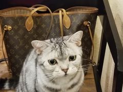 -猫友咖啡店(玉林西路店)