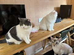 -MOCHA明星猫咖(田子坊店)