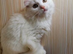 -翊宠yipet猫狗购宠庄园犬舍•猫舍