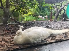 -熊猫自助餐厅.萌趣城堡(长隆熊猫酒店)