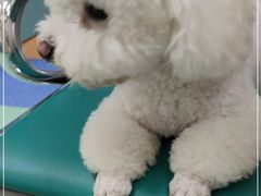 -北京观赏动物医院·24小时大型综合·猫专科·异宠专科