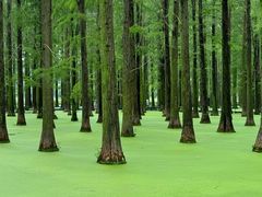 -渌洋湖湿地公园