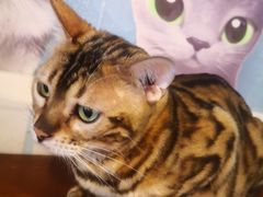 -Cappucimeow猫咪咖啡馆(韦伯时代店)