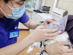 -北京观赏动物医院·24小时大型综合·猫专科·异宠专科