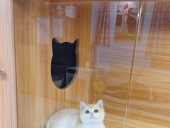 -猫十亿·布偶金渐层·曼基康矮脚猫舍(青年路店)