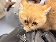 -宠物星动物医院·眼科·异宠·猫科(江南大道总院)