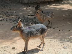 -泉州海丝野生动物世界