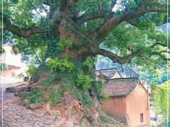 -杨家堂村