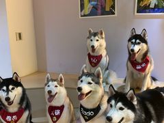 -Husky Go! 哈士奇体验馆·宠物咖啡厅狗咖
