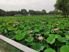 -东南大学(九龙湖校区)