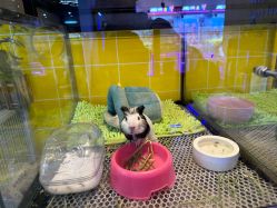 -神奇动物撸宠馆·羊驼·小浣熊·异宠(豫园店)