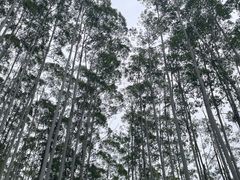 -黄埔油麻山森林公园