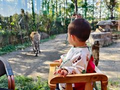 -上海野生动物园老虎餐厅