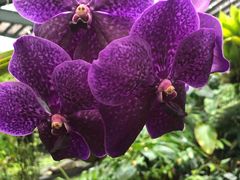 -墨尔本皇家植物园