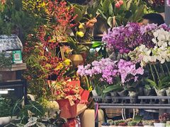 -溪岸路花鸟市场