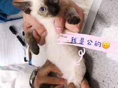 -安安宠医·臻爱宠物医院·宠保定点(营门口路分院)