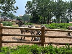 -大连森林动物园