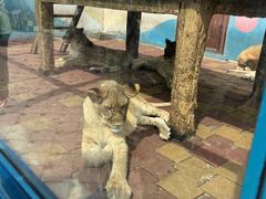 -大连森林动物园