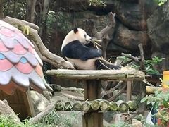 -广州长隆野生动物世界