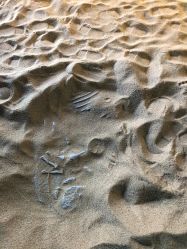 -恐龙探索乐园(磁器口店)