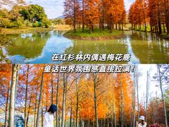 -佛冈森波拉度假区