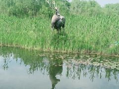 -溱湖国家湿地公园