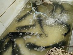 -都江堰石锅鱼