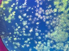 -海合安武汉极地海洋公园